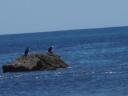Pinguins of vogels??