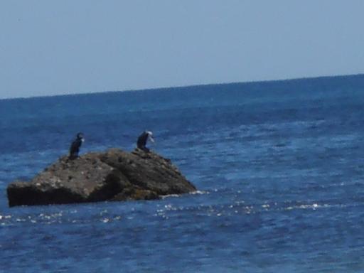 Pinguins of vogels??