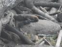 zeehondjes