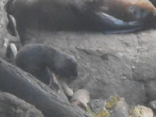 zeehondjes