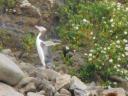 Yellow-eyed penguin