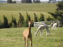 Alpaca's