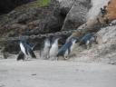 Little Blue Penguins