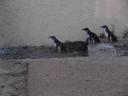 Little Blue Penguins