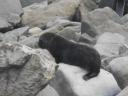 zeehondenpups