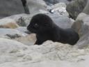 zeehondenpups