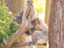 Koala's