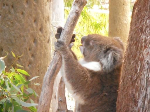Koala's