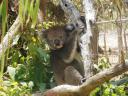 Koala's