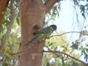 Vogeltjes in Yanchep NP