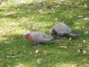 Vogeltjes in Yanchep NP