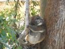 Koala's