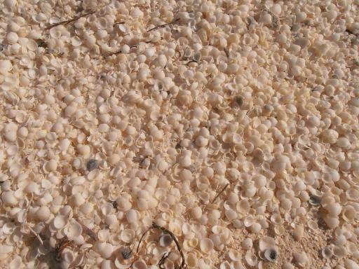 Shell Beach