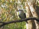 Yanchep Np