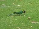 Yanchep NP