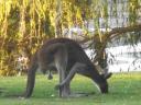 Yanchep NP