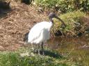 Watervogel
