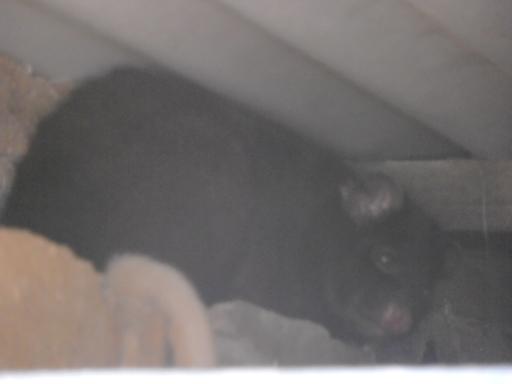Oppossum