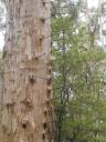 Gloucester Tree