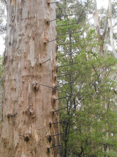 Gloucester Tree