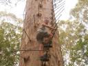 Gloucester Tree