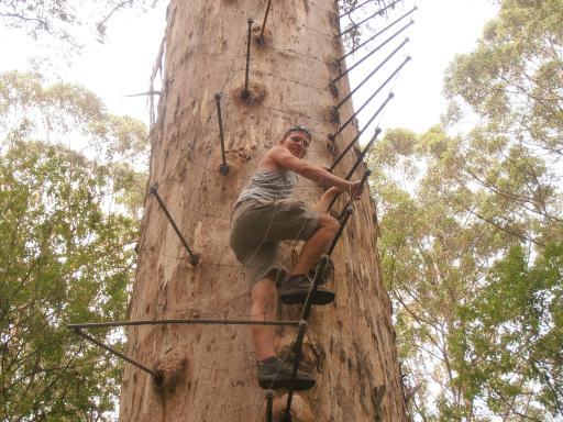 Gloucester Tree