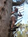 Gloucester Tree