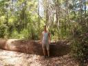 Beedelup Falss - enorm grote bomen