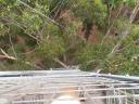 Gloucester Tree