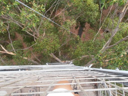 Gloucester Tree