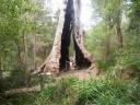 Giant Tingle Tree