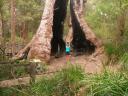 Giant Tingle Tree