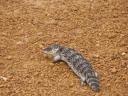 Beestjes - Bobtail