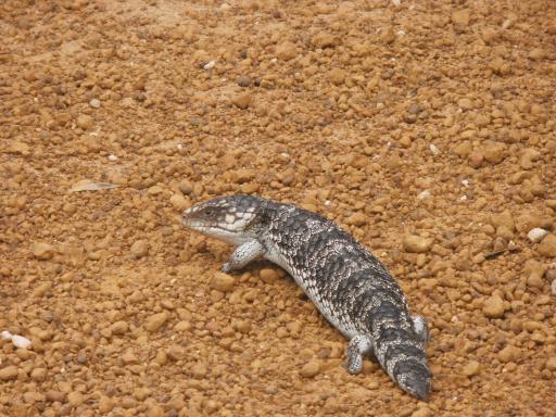 Beestjes - Bobtail