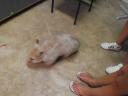wombats