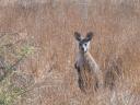 Flinders Ranges - Wallaby