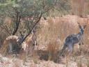 Flinders Ranges