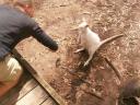 Gorge Wildlife Park - zonnebril