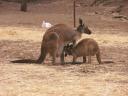Gorge Wildlife Park