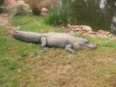 Gorge Wildlife Park - Crocs!