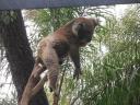 Gorge Wildlife Park - lekker luieren