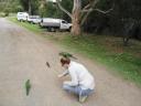 Vogeltjes