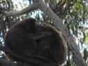 Great Ocean Drive - Great Otway NP
