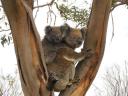 Great Ocean Road - Great Otway NP