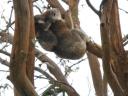 Great Ocean Road - Great Otway NP