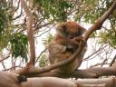 Great Ocean Road - Great Otway NP