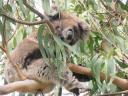 Great Ocean Road - Great Otway NP