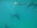 Zwemmen met de zeehonden - onderwater