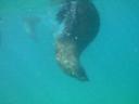 Zwemmen met de zeehonden - onderwater