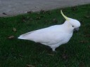 Mooi vogeltje
